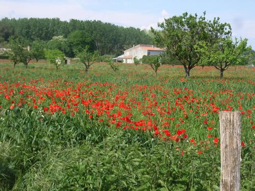 a field of red flowers in a field with trees at Virevent in Carcassonne