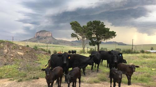 Animales en la posada u hostería o alrededores