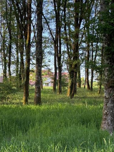a group of trees in a field with green grass at La Grange aux Etangs - Les Chambres d'hôtes in Sennely