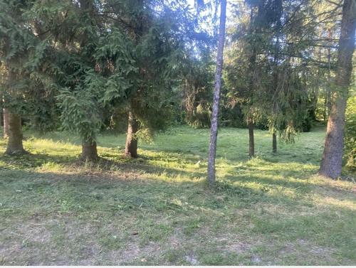 a group of trees in a field with grass at Domek Letniskowy in Radawa