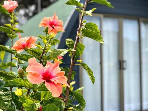 a bush with pink flowers in front of a building at Rangi Moana in Hanga Roa