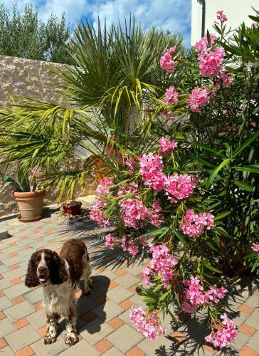 a small dog standing next to pink flowers at Skalinada in Vir