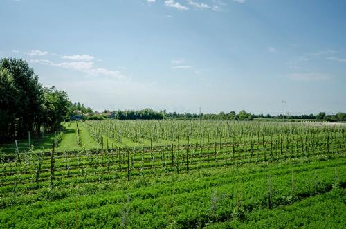 a field of green crops with a row of vines at Alloggi Agrituristici Le Vignole in Cordignano