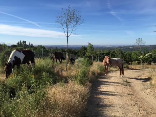 a group of horses walking down a dirt road at Finca el enebro in Valdemorillo