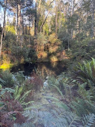 a river in a forest with trees and plants at Cradle Gateway Chalets in Moina