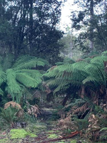 a forest with large green plants and trees at Cradle Gateway Chalets in Moina