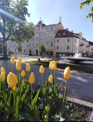 a bunch of yellow flowers in front of a building at Mary in Cheb