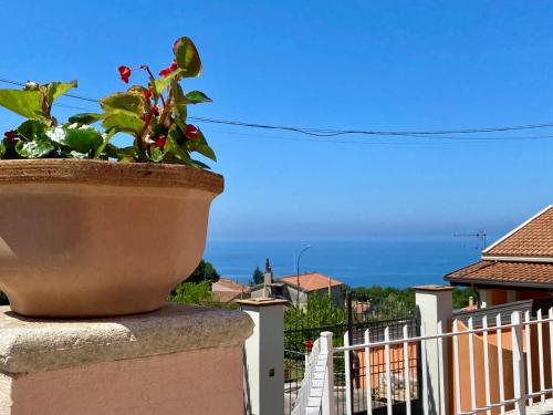 a plant in a pot sitting on a wall at B&B Villa Rosa Angrisano in Maratea