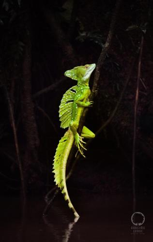 a lizard sitting on top of a tree branch at Guacimo Lodge in El Castillo de La Concepción