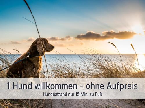 a dog sitting on the beach looking at the ocean at Huus Binnensee - Erdgeschoss-Wohnung mit Garten & Seeblick - Wintergarten & Terrasse - hundefreundlich - ruhige Lage - Südstrand 5 Min mit Rad in Fehmarn