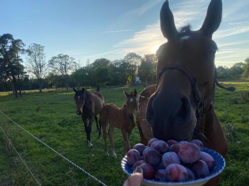 a horse eating a bowl of fruit with horses in the background at Isomegård Väte Gotland in Klintehamn