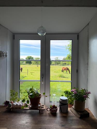a room with two windows with a horse in the field at Isomegård Väte Gotland in Klintehamn