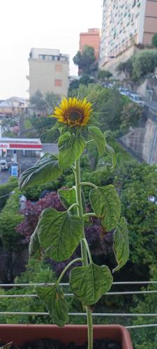 a sunflower on a plant in a window at casa del sole in Genoa