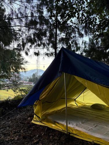 a blue and yellow tent sitting in the woods at Camp Wildnest Adventures Ziro in Ziro