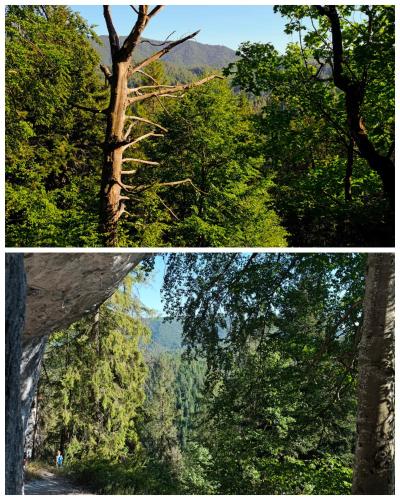 two pictures of a forest with trees and a mountain at Villa Ondruš in Vernár