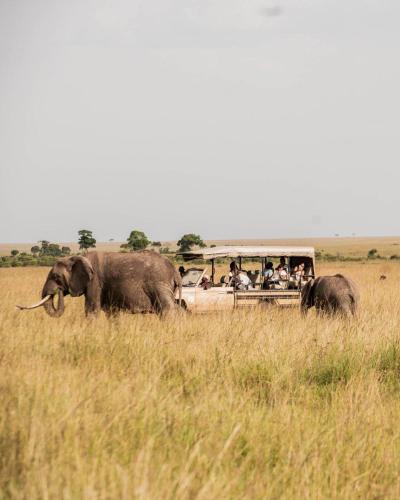 a herd of elephants walking in front of a bus at Exploreans Mara River Camp in Musiara Campsite