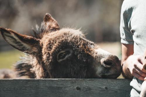 a sheep is leaning its head on a fence at Blasigsuite Blasighof in Racines