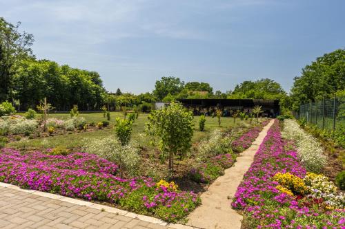 ein Garten mit lila und weißen Blumen in einem Park in der Unterkunft Mariachi Surčin in Surčin