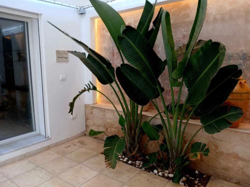 a plant in a pot next to a wall at Lucky Day in La Marsa
