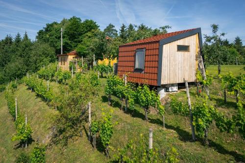 a house in a vineyard with a bunch of vines at Glamping Slavica in Dramlje