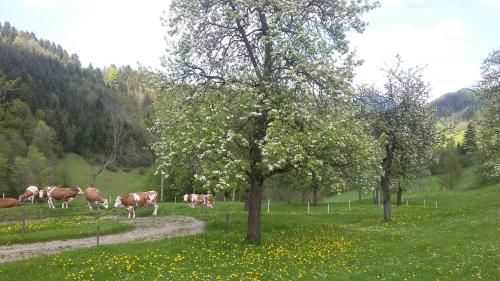 eine Gruppe von Kühen, die auf einem Feld mit einem Baum weiden in der Unterkunft Eggbauer in Sankt Anton an der Jessnitz