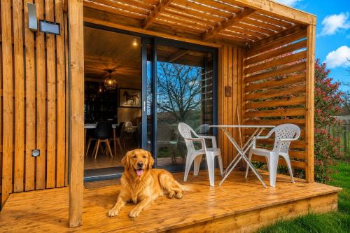 a dog laying on the porch of a cabin at Studio bois Le Colibri à Chambley in Hagéville