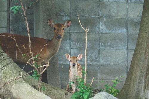a mother deer and a baby deer standing next to a wall at Kazeno Naramachi formerly NIPPONIA HOTEL NARA NARAMACHI in Nara