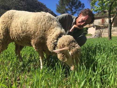 a man kneeling down next to a sheep in a field at Finca Ses Fontanelles in Andratx