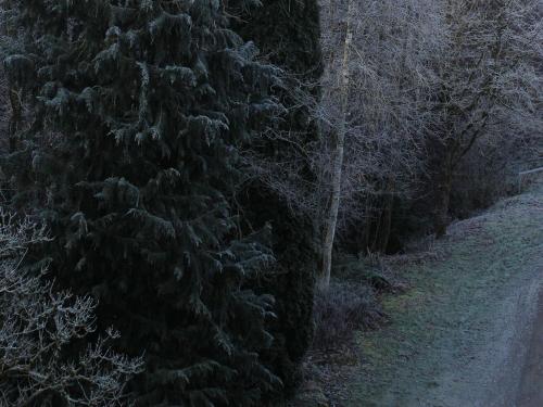 a large pine tree next to a dirt road at Pension Glücklich in Horgenzell