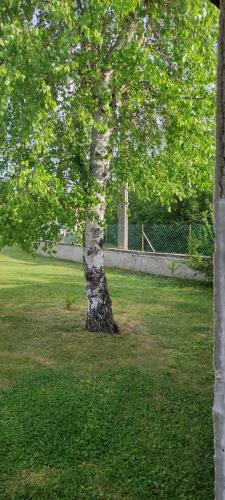 a tree in the middle of a grass field at Petit studio charmant in Lezoux