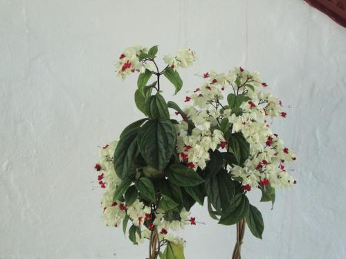 a bouquet of white flowers in a vase at Tasia Studios in Perivolion