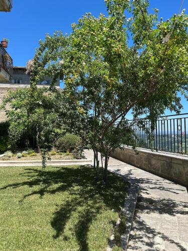a tree sitting in the grass next to a sidewalk at La Terrazza d'Abruzzo in Guardiagrele
