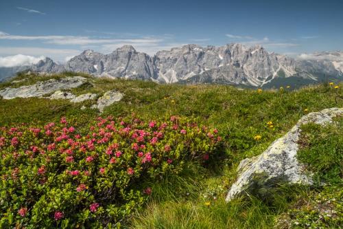 a field of flowers with mountains in the background at Monaco Sport Hotel in Santo Stefano di Cadore