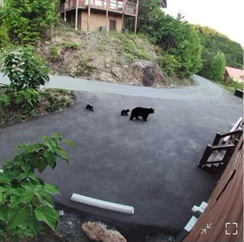 Million Dollar Views with Hot Tub and Pool Near Dollywood photo 24