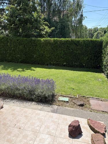 a garden with purple flowers and a hedge at Kincső Vendégház Siófok in Siófok