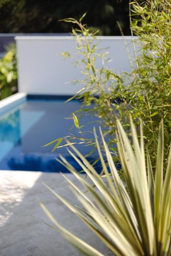 a green plant in front of a swimming pool at L'ODE A PIERRE - Chambres d'hôtes in Dax