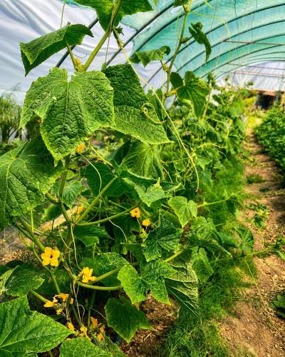 a row of green plants with yellow flowers in a greenhouse at Csigaház Vendégház in PerÅ‘csÃ©ny