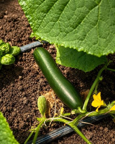 a cucumber growing on a plant in the ground at Csigaház Vendégház in PerÅ‘csÃ©ny