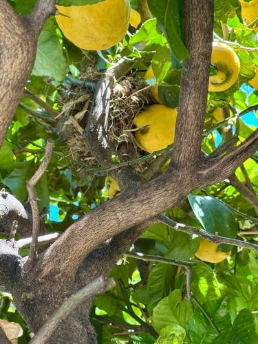 a bird sitting in a nest in a lemon tree at Fil Rouge in Ciampino