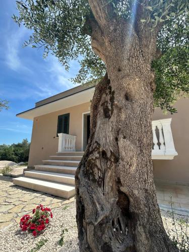 a tree in front of a house with a building at B&B Clav's Home - bebclavshome in Pozzilli