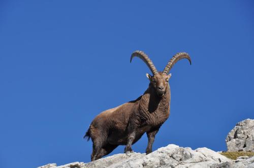 アパートメントの敷地内または近くにいる動物