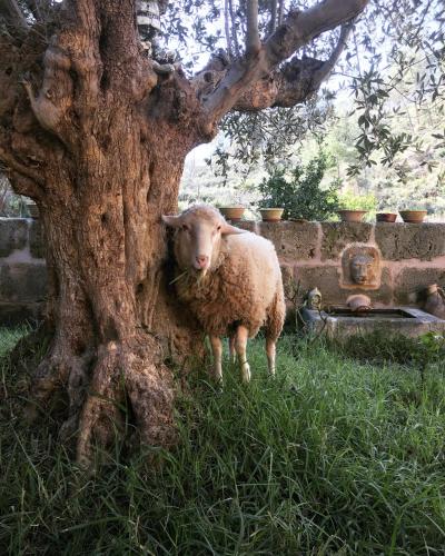 a sheep standing next to a tree at Finca Ses Fontanelles in Andratx