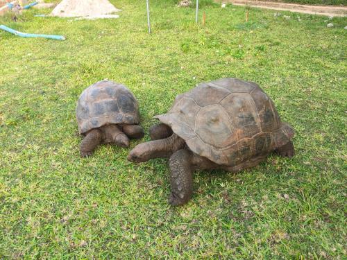 two turtles laying on the grass in a field at Eden Paradise in Michamvi