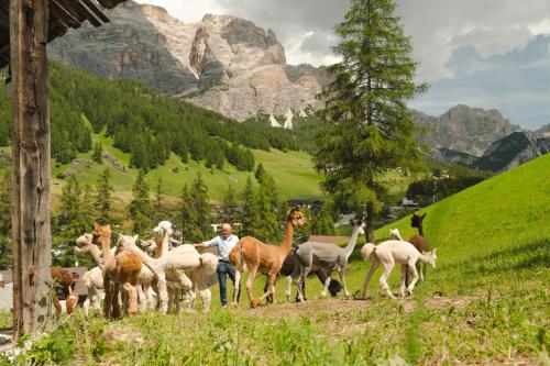 a man with a herd of animals on a hill at Planat in San Cassiano