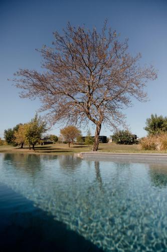 a tree standing next to a body of water at Scorzamara Country Lodges - Retreats with Private Pool or Jacuzzi in Carlentini