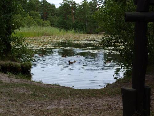 a couple of ducks swimming in a pond at Domek Z Bali Góral in Kopalino