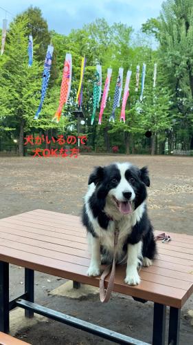 Hanegi Park Dog Lover Home Stay - near Shimokitazawa, 10 min to Shibuya下北沢 渋谷至近 羽根木公園前の邸宅犬好きな方ホームステイ
