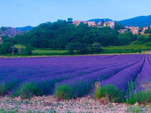 a purple lavender field with a city in the background at Gîtes de La Condamine in Curbans
