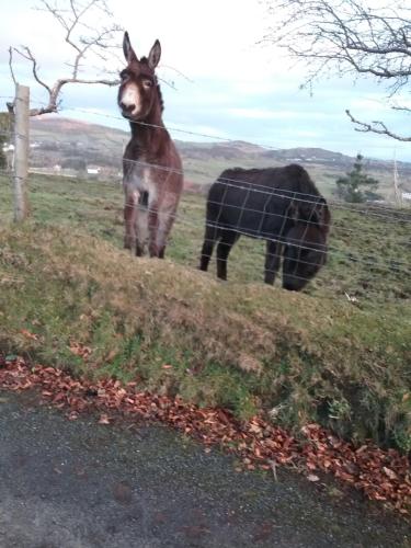 two donkeys standing on a hill next to a fence at Willowfarmhouse in Milford