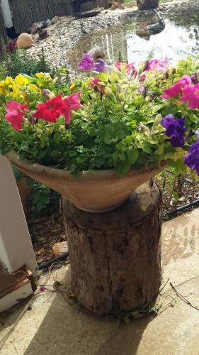 a pot of flowers sitting on top of a tree stump at Betzel Ha'Ella in Kahal